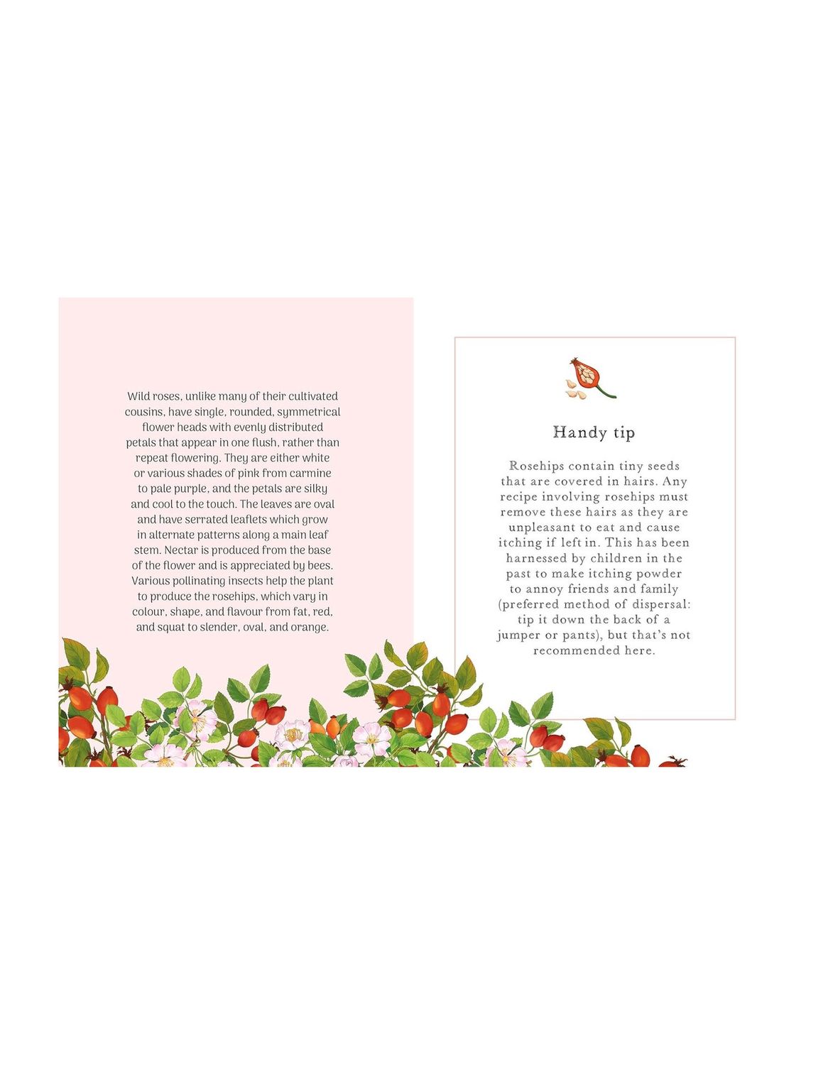The Little Wild Library Wild Rose Hardcover Book