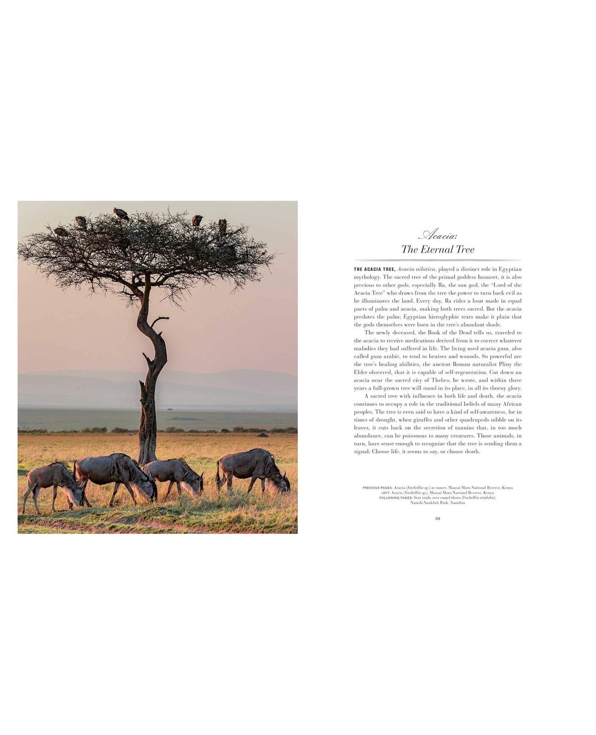 Trees: Between Earth And Heaven Hardcover Book