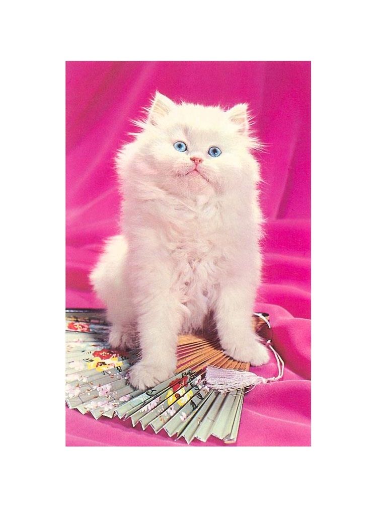 White Fluffy Kitten Pink Magnet