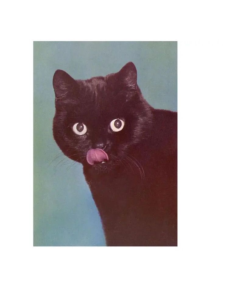 Black Cat Licking Chops Magnet