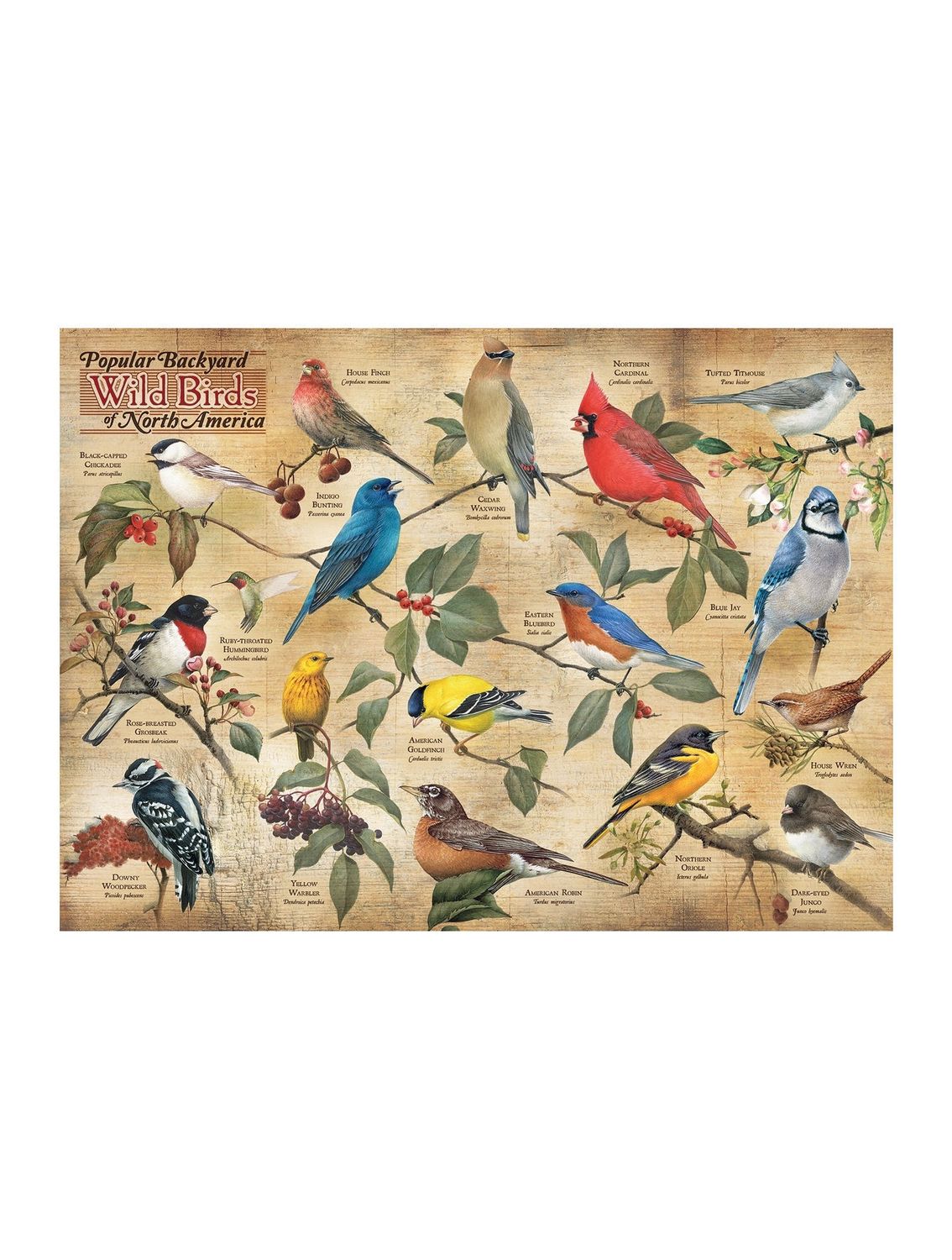 Popular Backyard Wild Birds Of NC 1000 Piece Puzzle