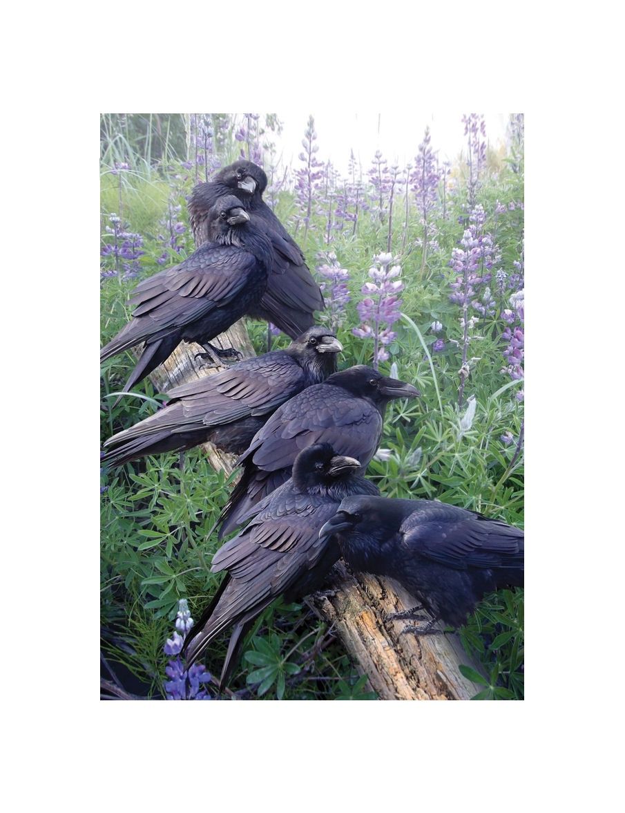 Raven Rendezvous 1000 Piece Puzzle