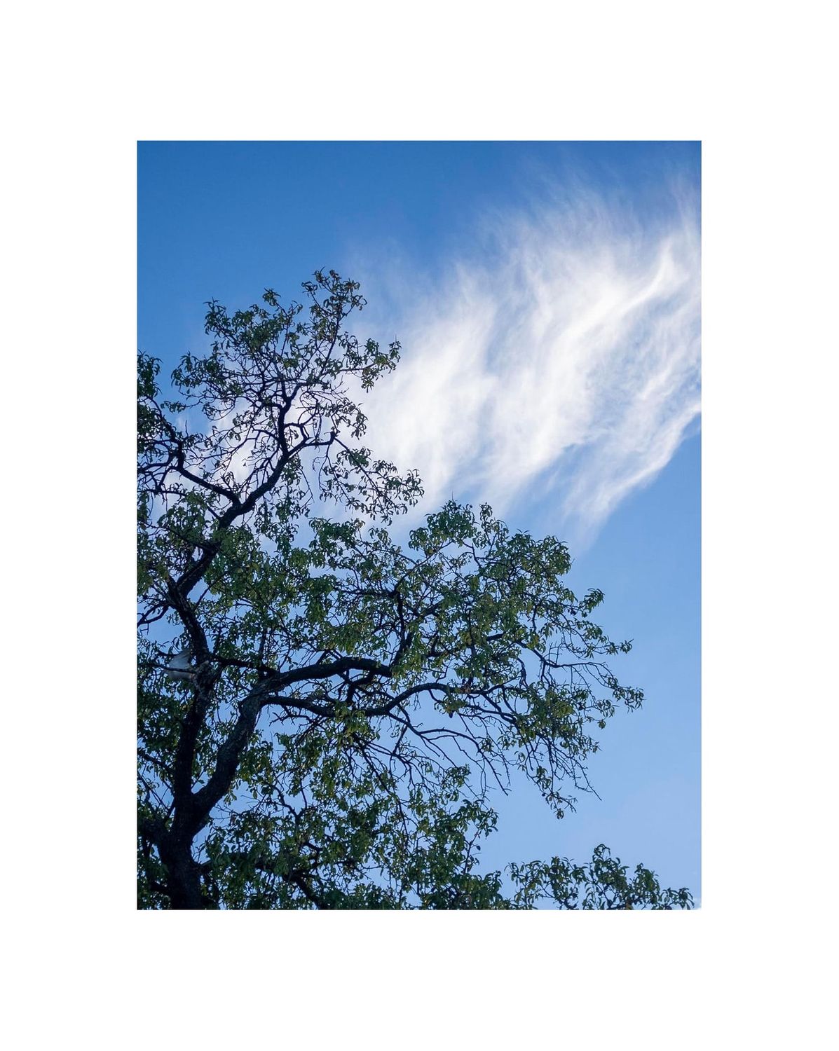 Forest Bathing Nature Card Deck