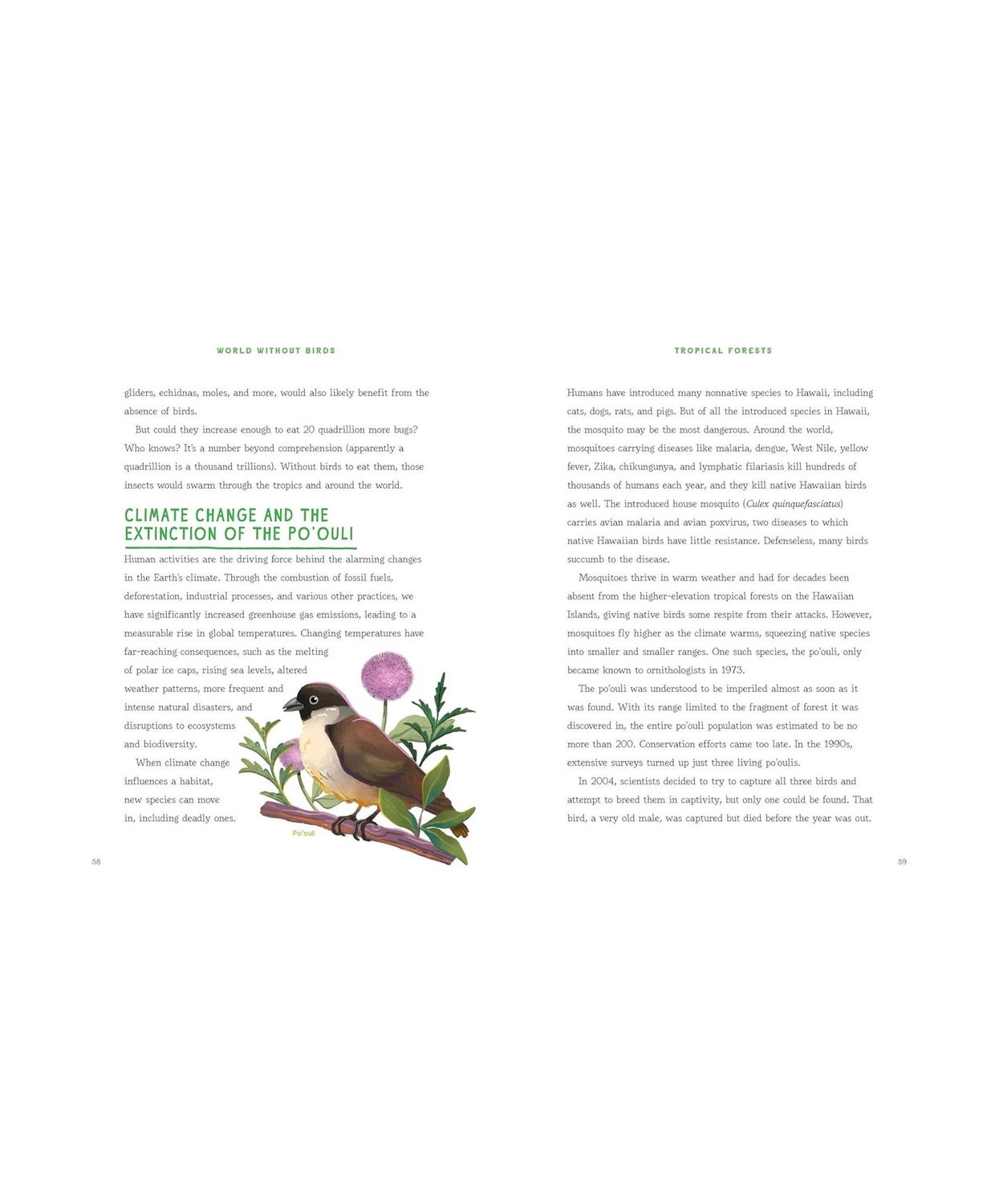 World Without Birds: How To Save Our Planet, One Bird At A Time Paperback Book