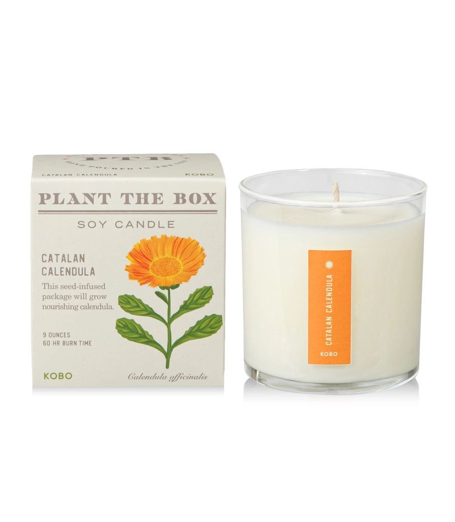 Catalan Calendula Plant The Box Candle