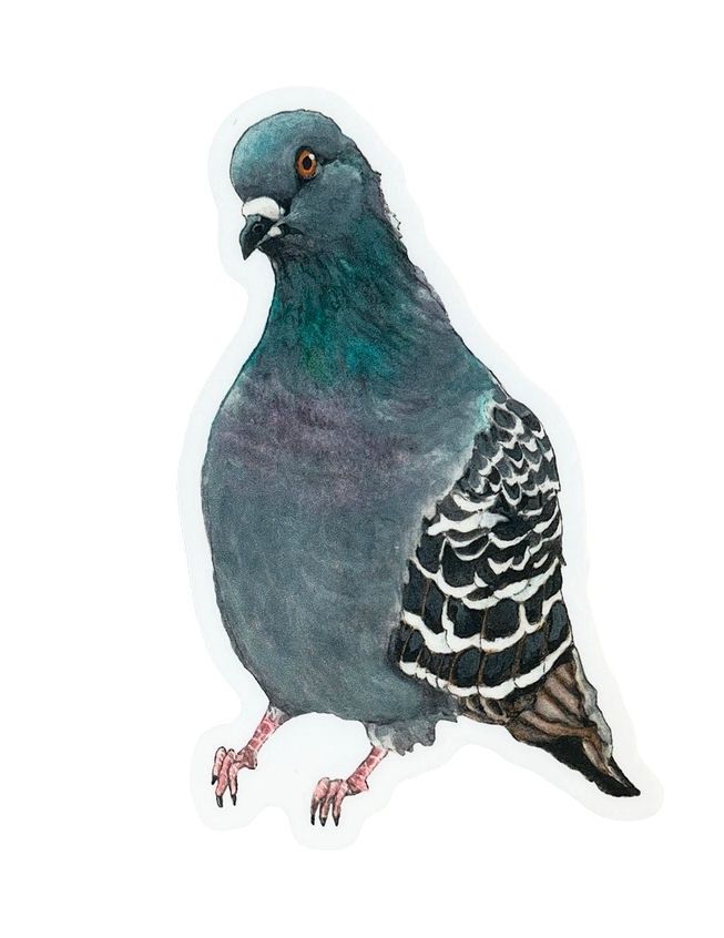 Pigeon Sticker