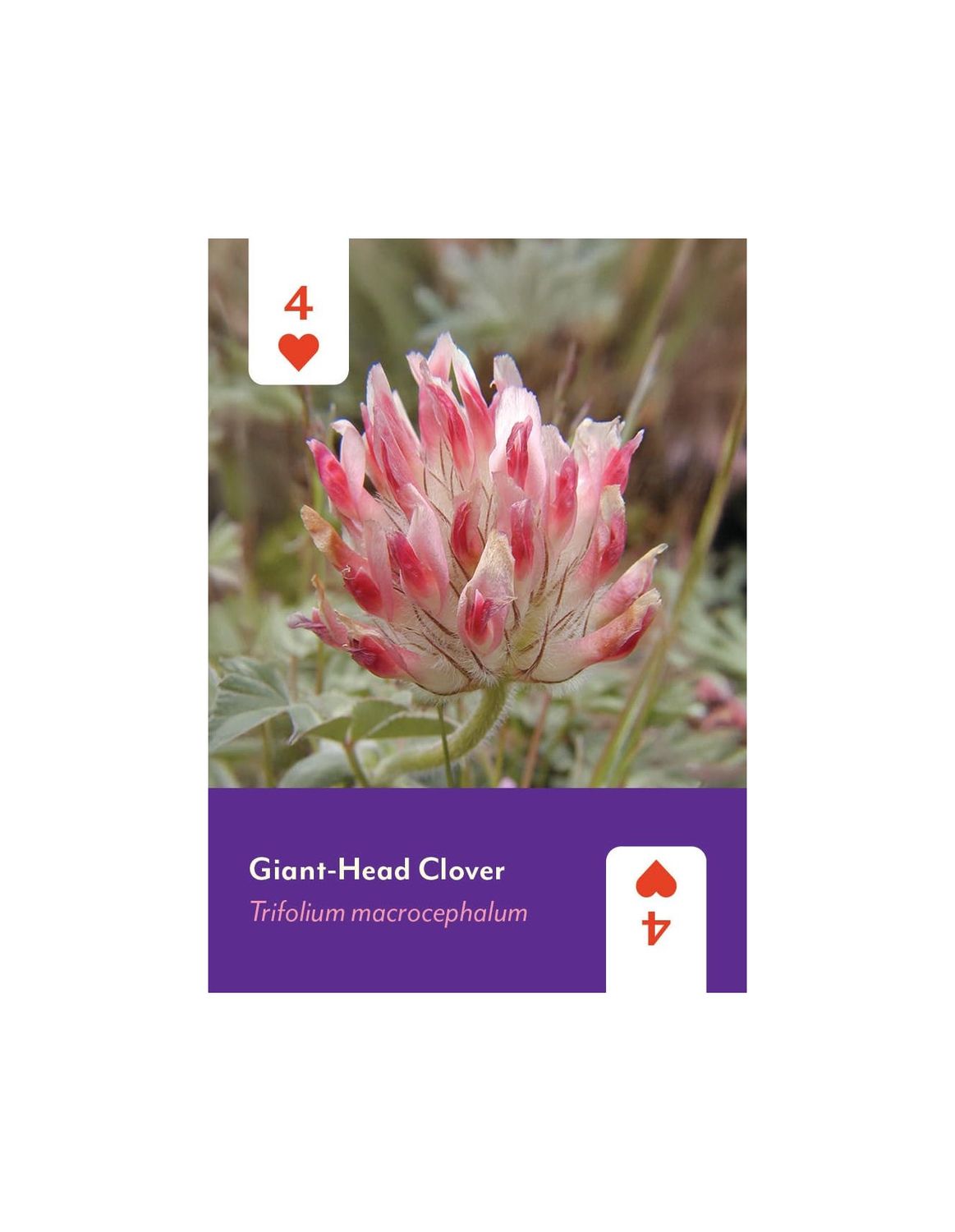 Pacific Northwest Wildflowers Playing Cards