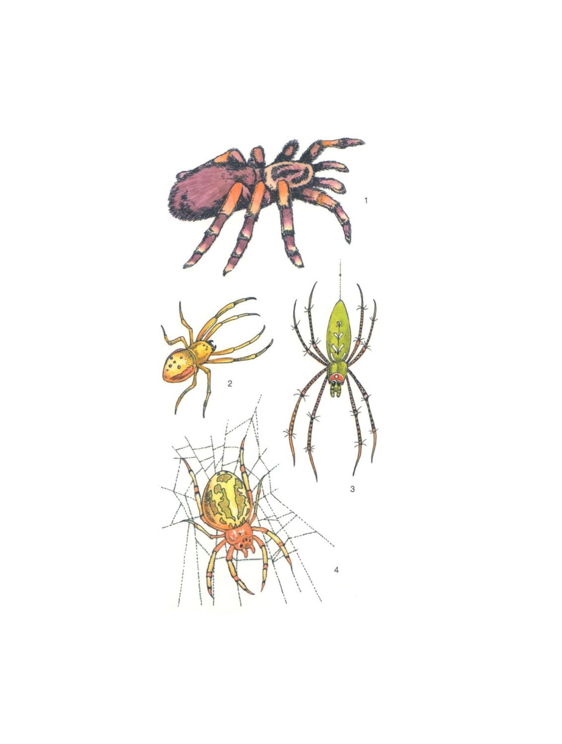 Spiders Tattoos