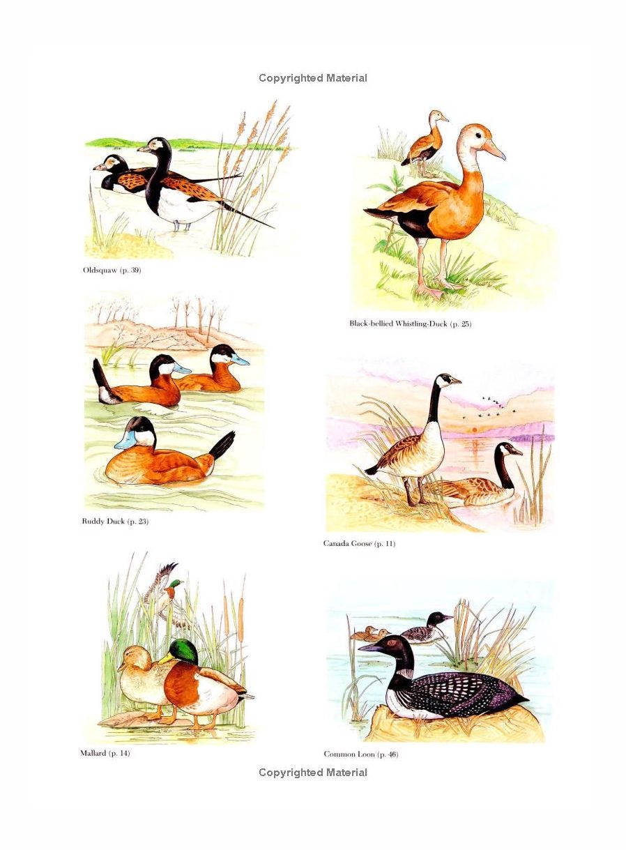 North American Ducks, Geese, And Swans Coloring Paperback Book