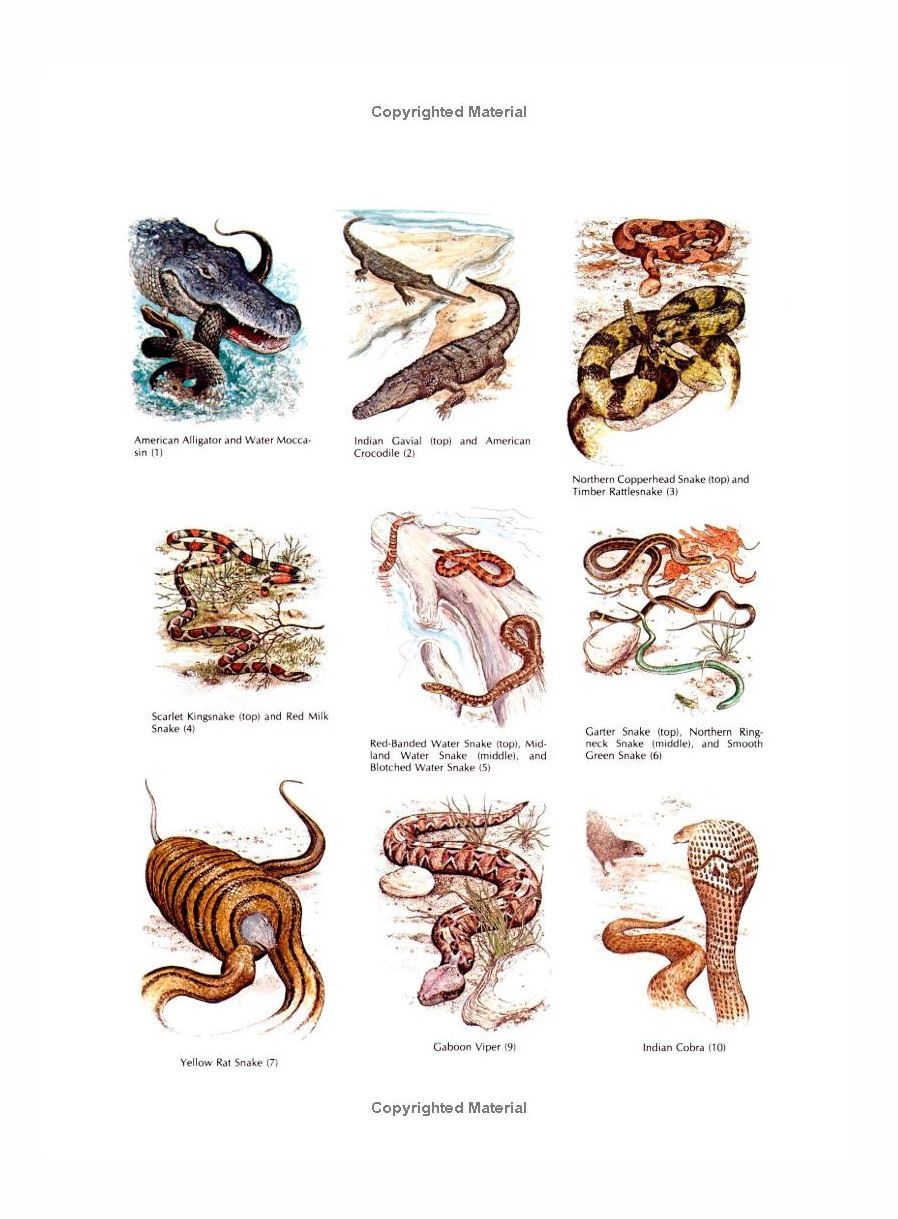 Reptiles And Amphibians Coloring Paperback Book