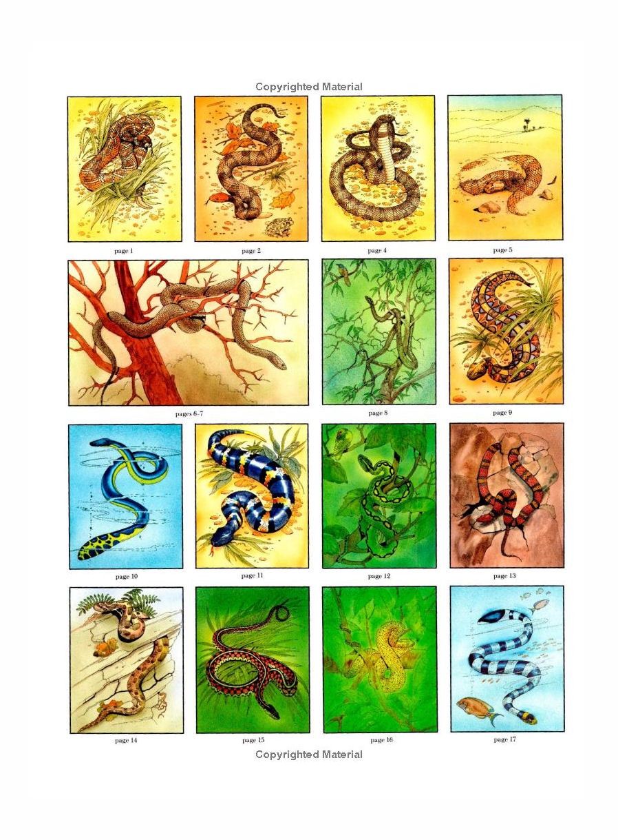 Snakes Of The World Coloring Paperback Book