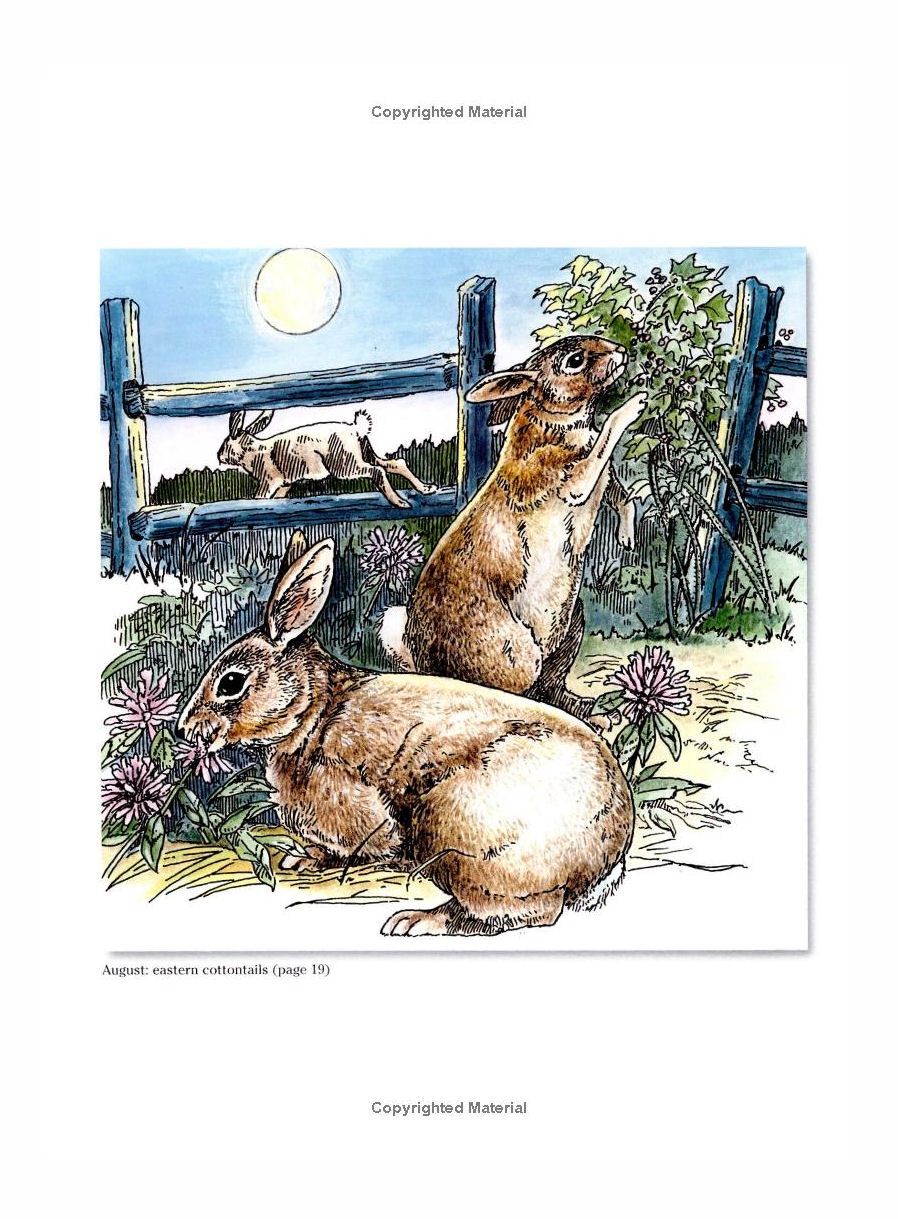 A Walk In The Woods Coloring Paperback Book