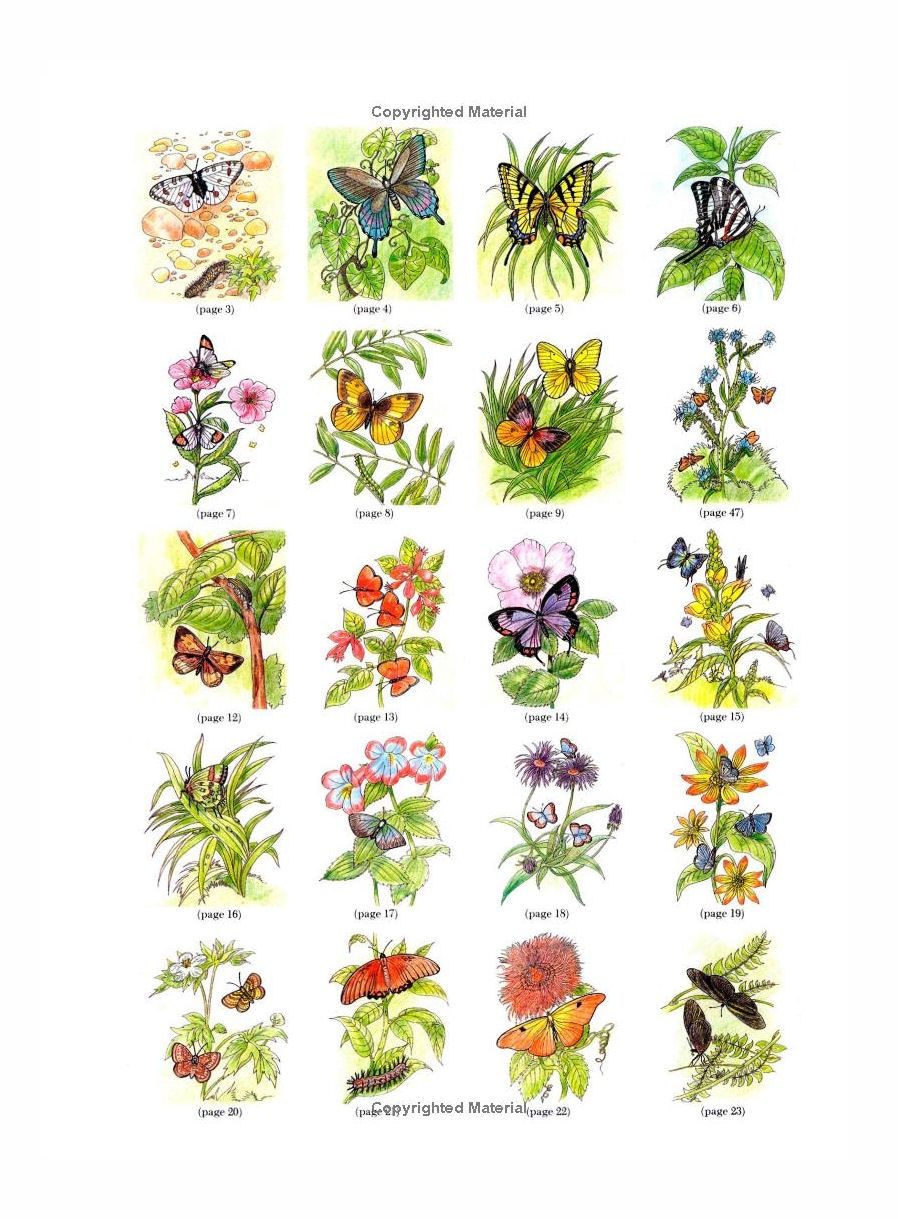 Butterflies Coloring Paperback Book