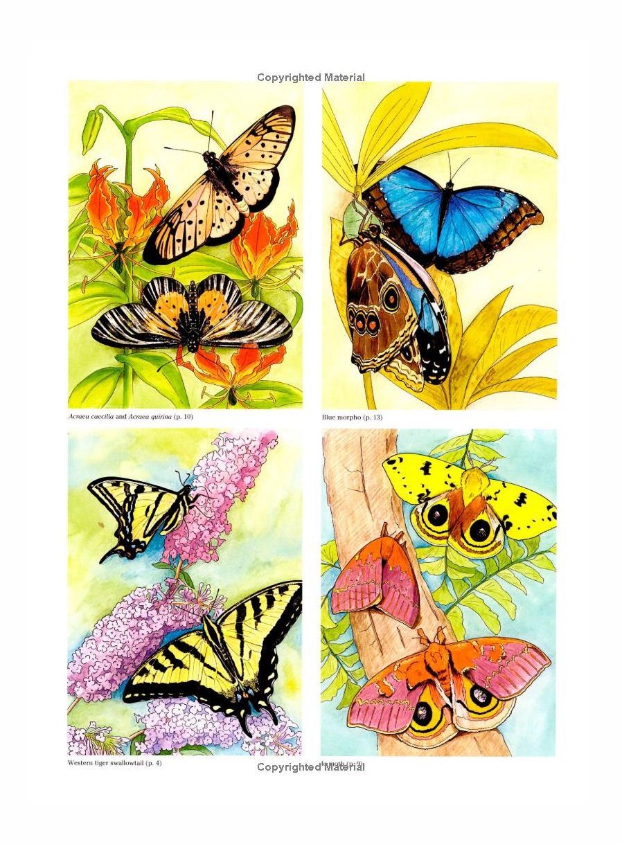 Exotic Butterflies And Moths Coloring Paperback Book
