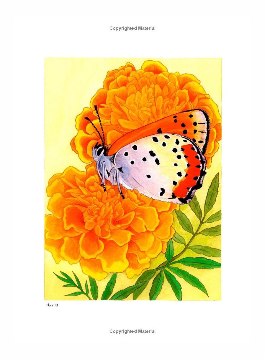 Butterflies And Flowers Paint Or Color Paperback Book