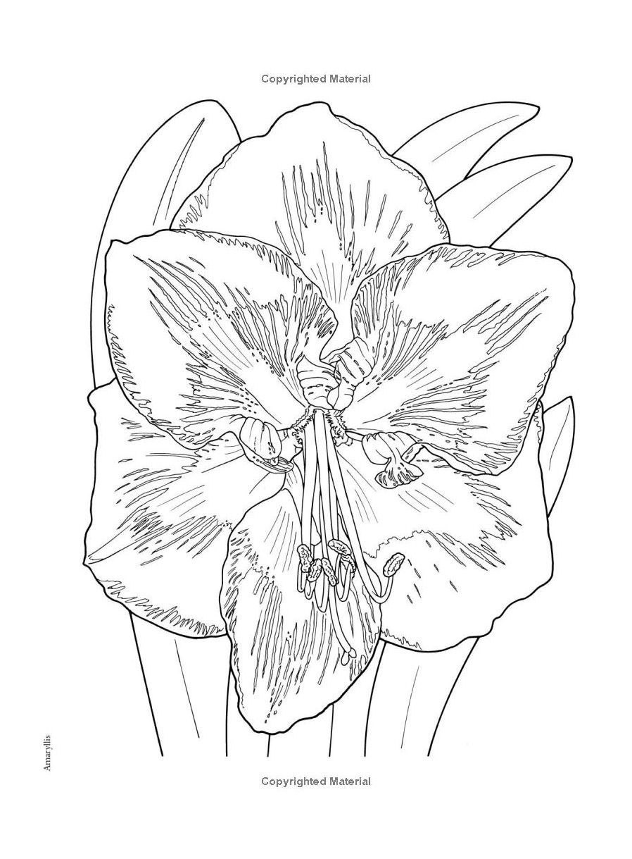 In Full Bloom Coloring Paperback Book