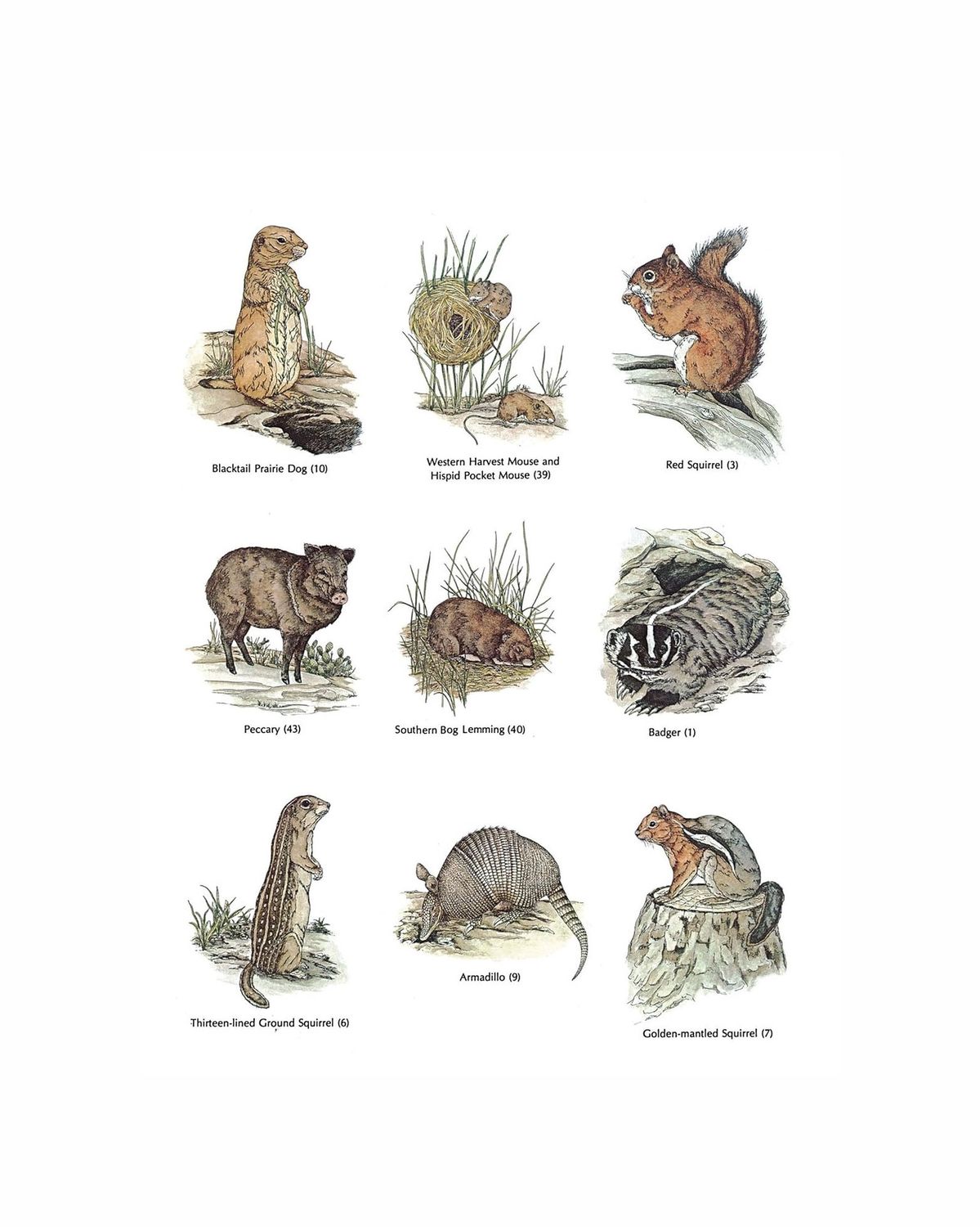 Small Animals Of North America Coloring Paperback Book