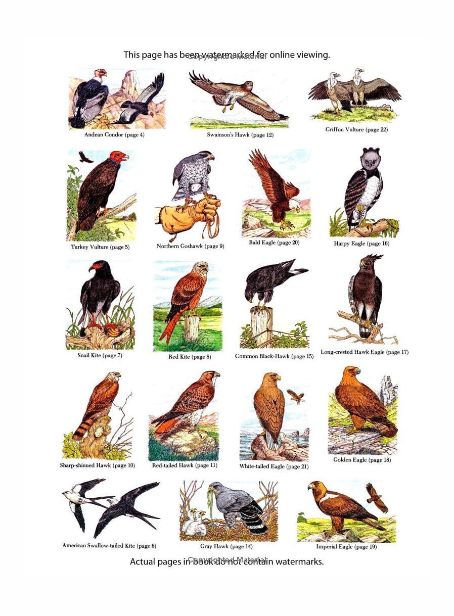 Birds Of Prey Coloring Paperback Book