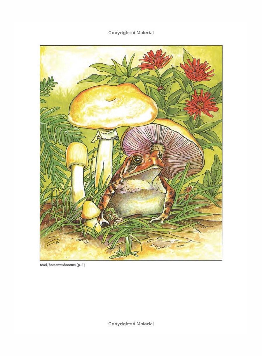 Backyard Nature Coloring Paperback Book