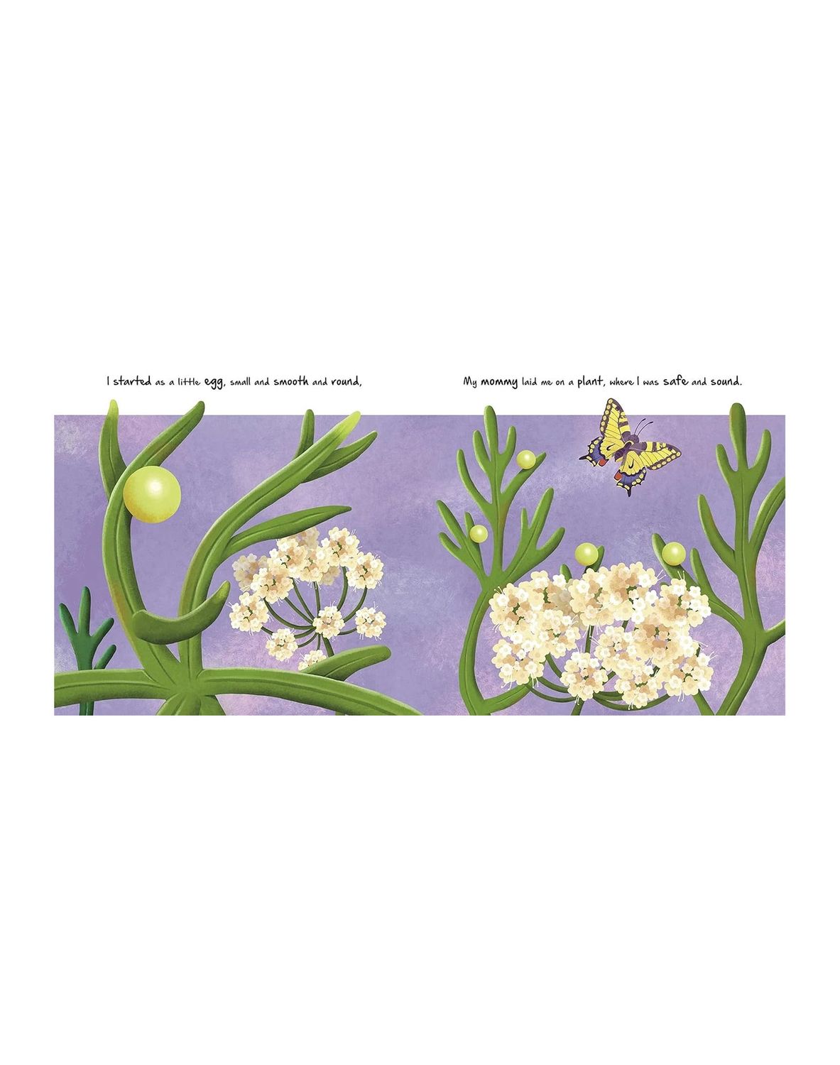 Little Caterpillar Board Book