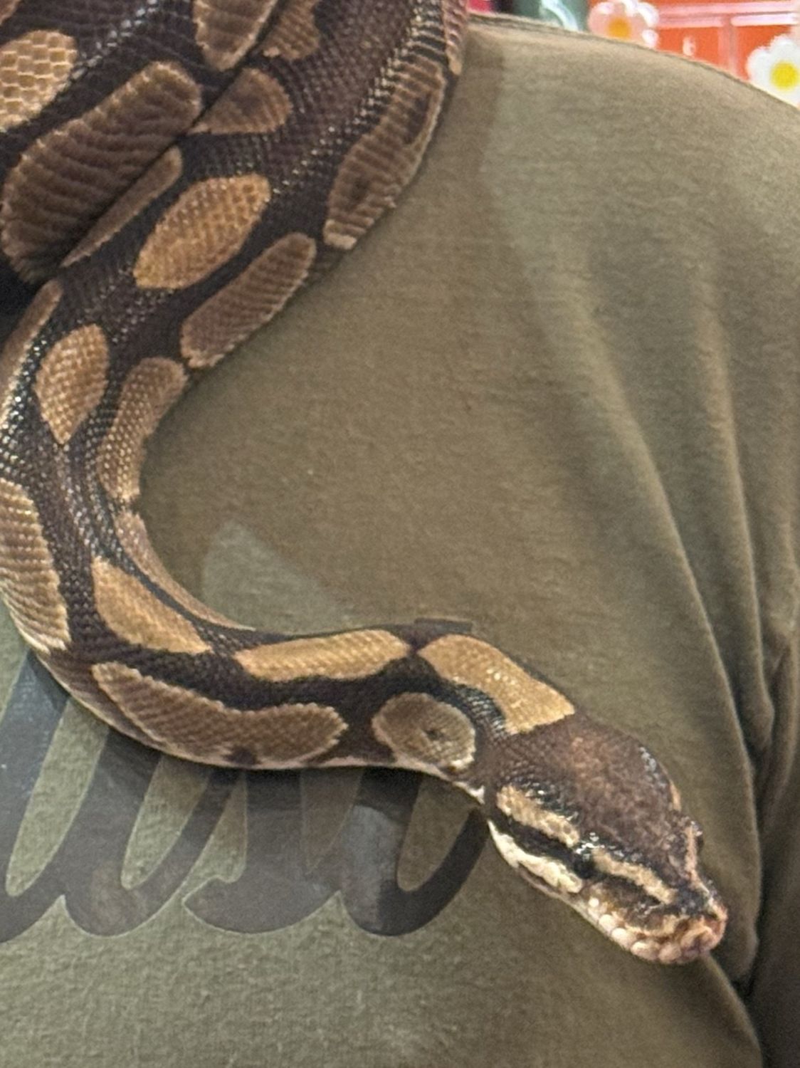 Patches Ball Python