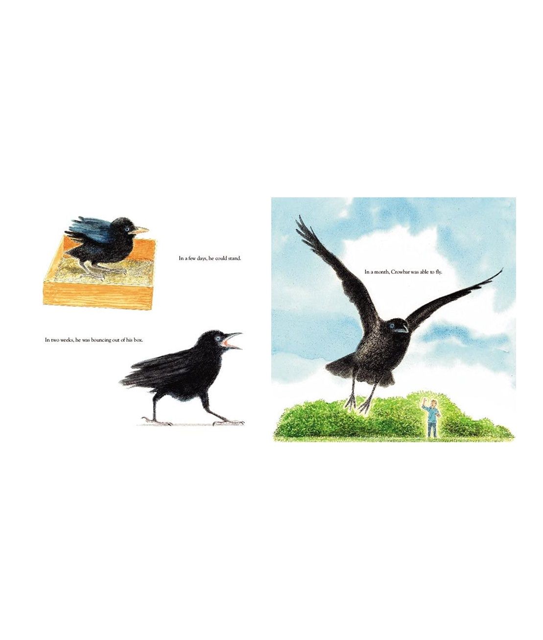 Crowbar The Smartest Bird In The World Hardcover Book