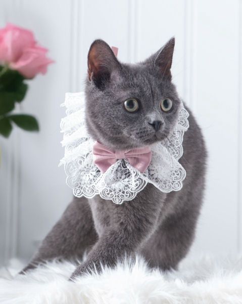 Fancy Lace Pet Necklace Collar