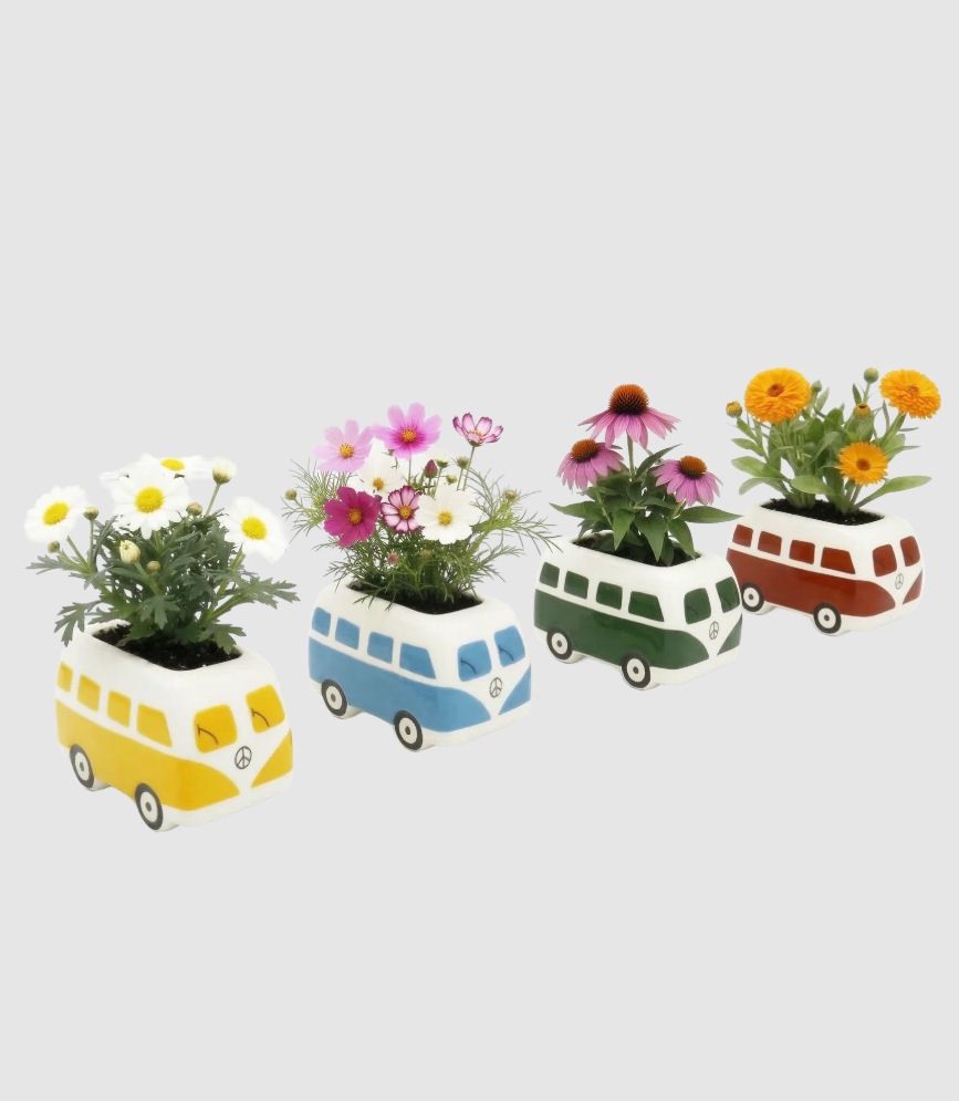 Grow Your Own Mini Bus Grow Kit