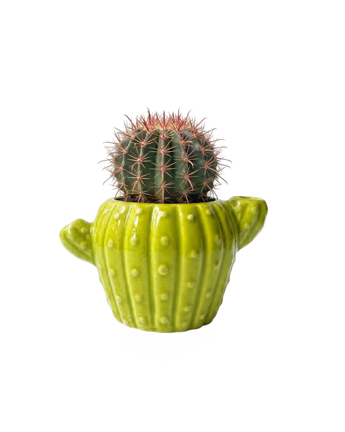 Cactus Grow Kit
