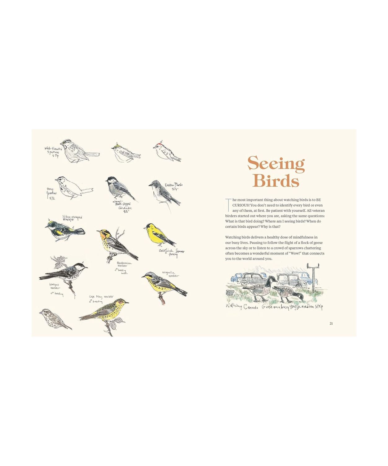 How To Look At A Bird Paperback Book