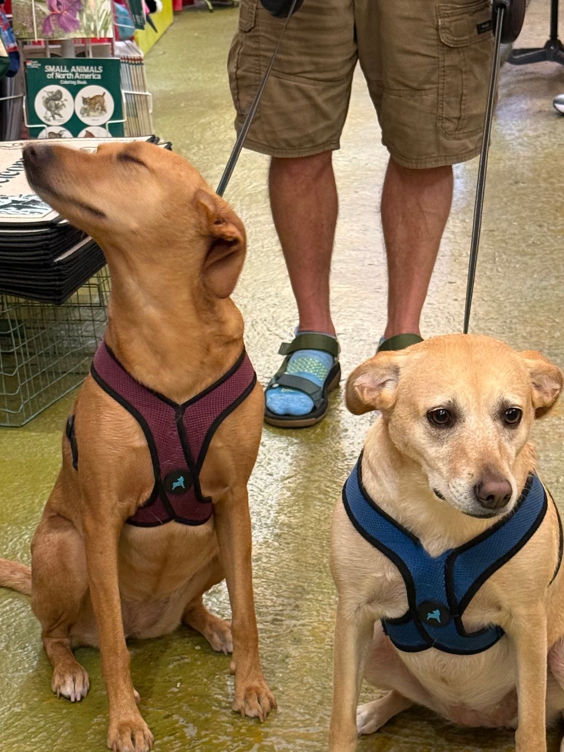 Savannah and Red