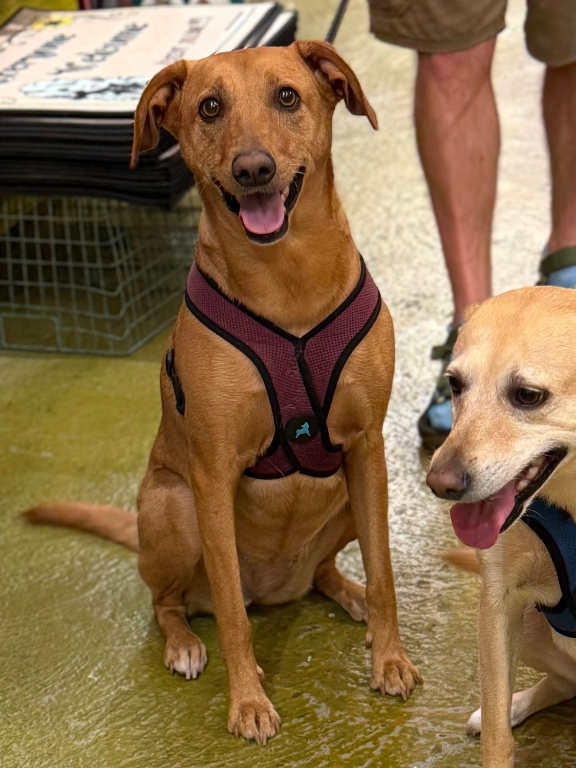 Savannah and Red