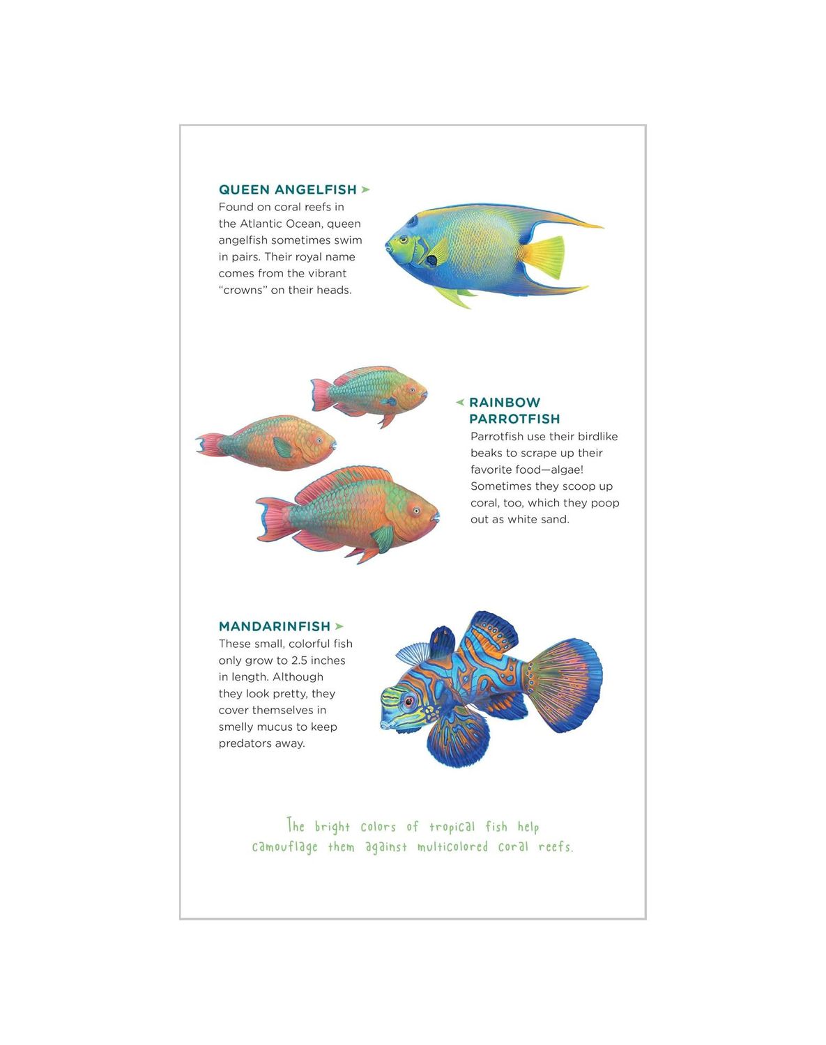 Watery World Of Tattoo Ocean Animals Temporary Tattoos Paperback Book