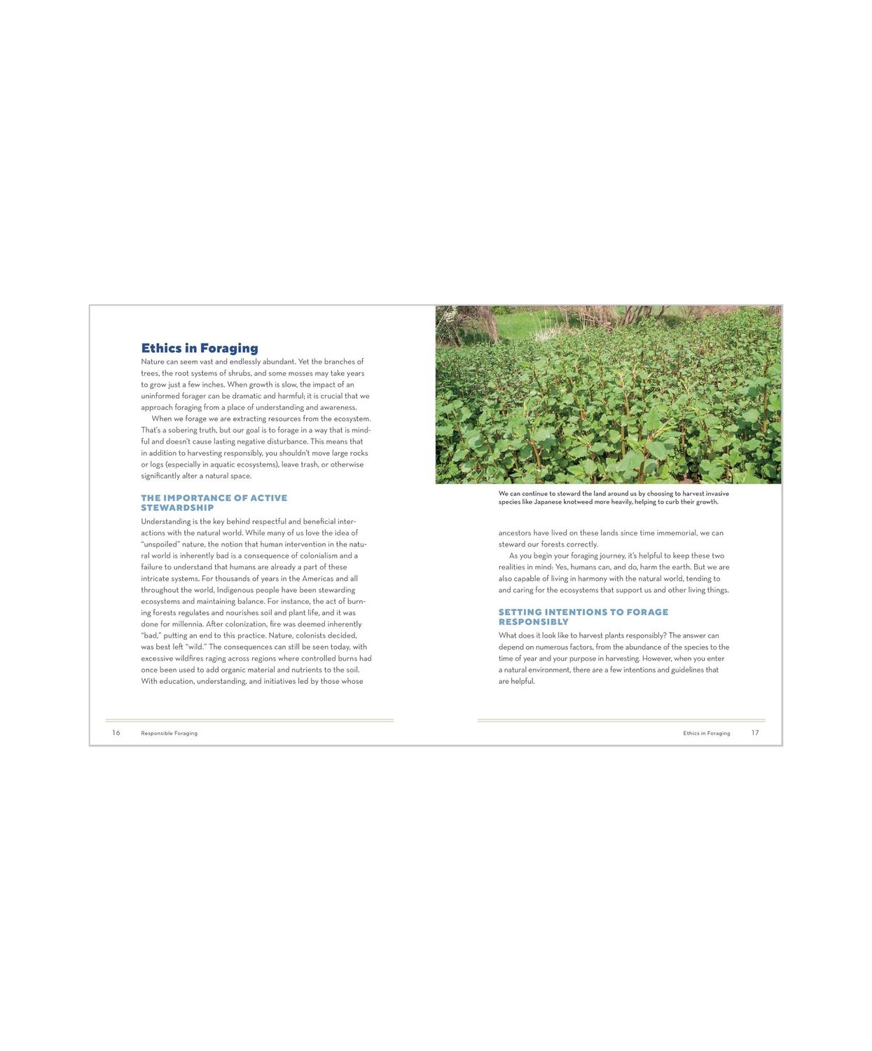 How To Forage For Medicinal Plants Without Dying Paperback Book