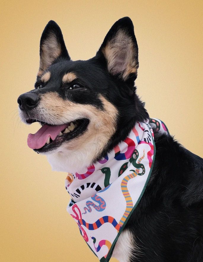 Large Snake Pet Bandana