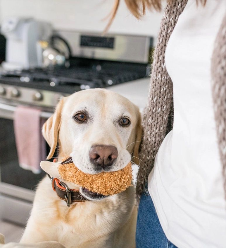 Fried Chicken Dog Toy