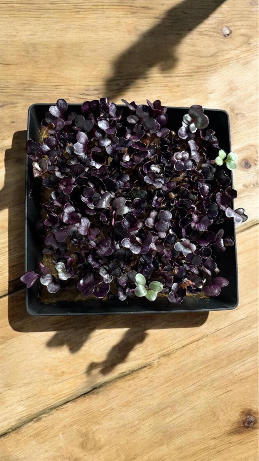Microgreen 4 Piece Growing Kit