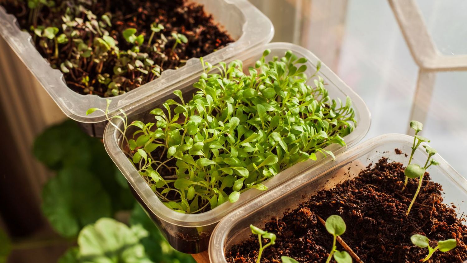 Fresh Microgreens