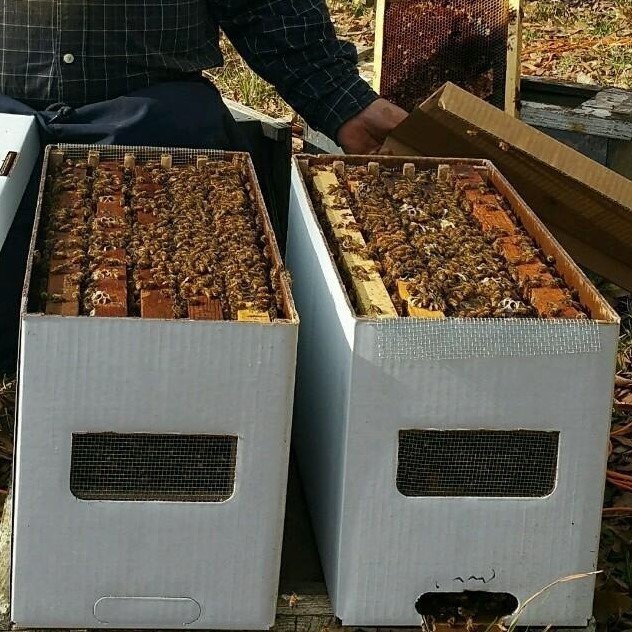 5 Frame NUCs Pre-Order, March 23rd 2025 Columbus Georgia