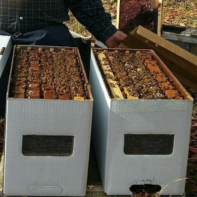 5 Frame NUCs Pre-Order, March 23rd 2025 Columbus Georgia