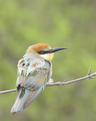 Wild Birds