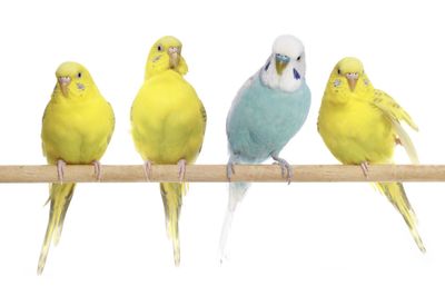Pet Birds
