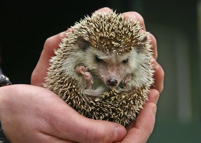 Hedgehogs