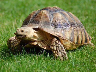 Tortoise