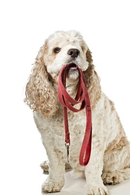 Leads, Collars, Muzzles & Harnesses