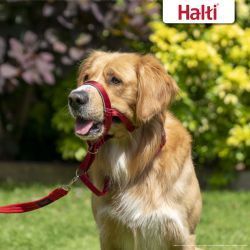 Halti Head Collar Red - 6 Sizes