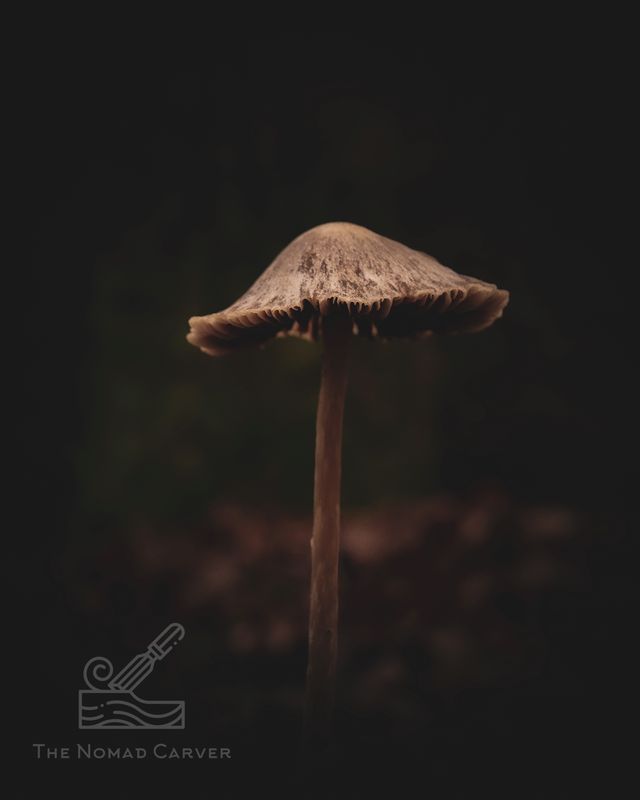 "moody mushroom" Photo