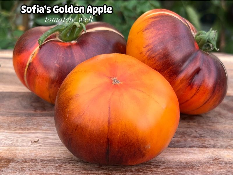 Sofia`s Golden Apple / Золотое яблоко Софии
