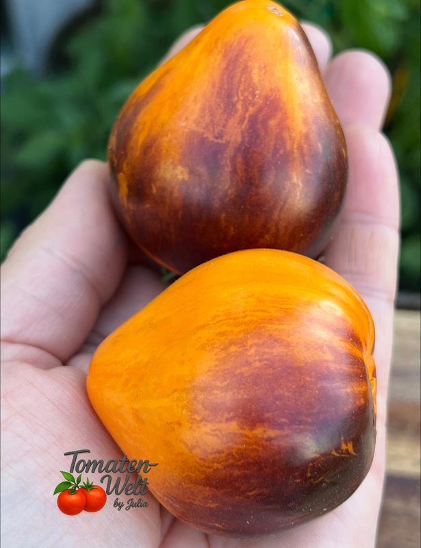 Sofia`s Ginger Comet / Рыжая Комета Софии F6