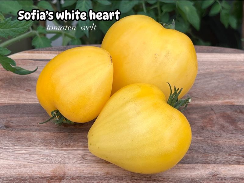 Sofia`s white Heart/Белое Сердце Софии